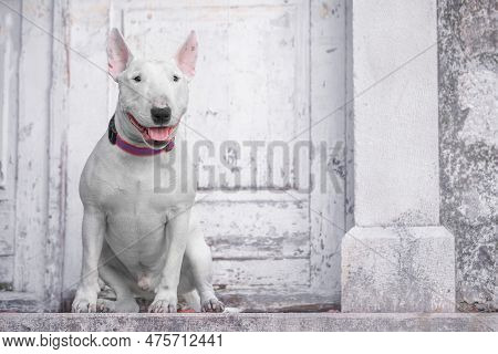 Monochrome Aesthetic Frame Friendly White Muscular Dog In Collar Sits At Wooden Shabby Door Guards W