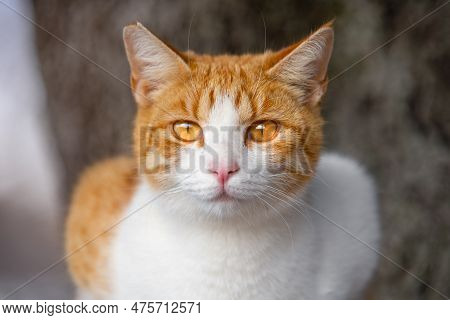 Close-up Portrait Ginger Redhead Cat Orange Eyes Bottomless Magical Look. Stray Pet Sits Park Guards