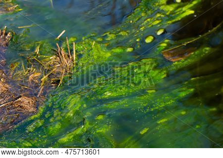 Water Pollution By Blooming Blue-green Algae - Cyanobacteria Is World Environmental Problem. Water B