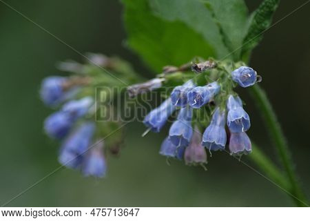 A Close Up Of A Blue Flower