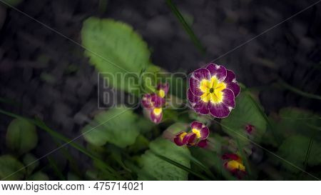 Garden Primroses.primrose-polyanthus Primroses. Spring Blue Primrose.medicinal, Healing Primroses In
