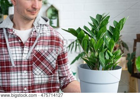 Unpretentious And Popular Zamiokulkas In Hands Of A Man In Interior Of A Green House With Shelving C