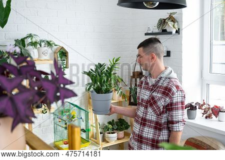 Unpretentious And Popular Zamiokulkas In Hands Of A Man In Interior Of A Green House With Shelving C