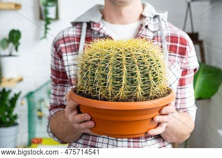 Large Echinocactus Gruzoni In The Hands Of Man In The Interior Near The Window On The Windowsill Of 