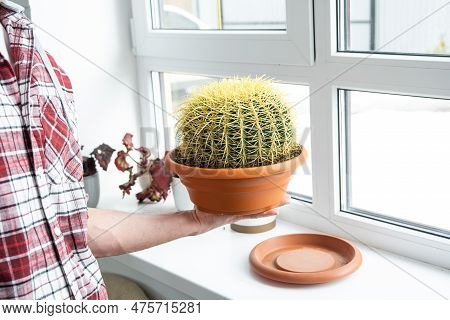 Large Echinocactus Gruzoni In The Hands Of Man In The Interior Near The Window On The Windowsill Of 
