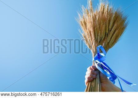 Shavuot Jewish Holiday Celebration. Ripe Bouquet Of Wheat With Blue Ribbon Hold By Male Hand On Blue