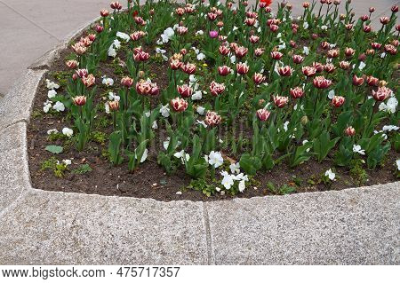 Variegated Terry Wyndham Tulips In A Flower Bed In The Park