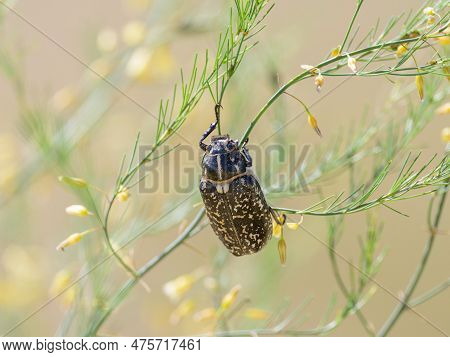 A Big Walker Beetle (polyphylla Fullo) Sitting On A Plant, Sunny Day In Summer In Northern France