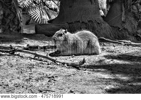 Capibara The Largest Rodent On Earth In Infrared Black And White