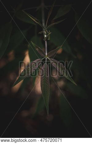 Close Up Of Leaves With Filter Effect Retro Vintage Style And Soft Focus