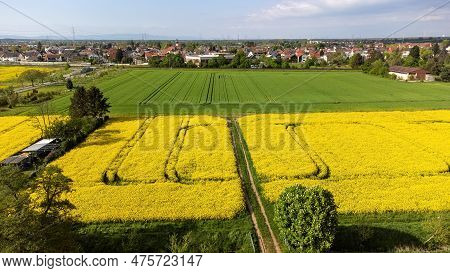 Weiterstadt Braunshardt On A Sunny, Spring Day With Yellow Fields