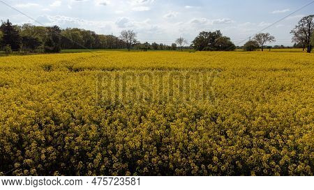 Field Of Rape In Full Yellow Bloom From The Side
