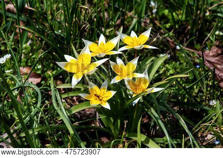 Turkestan Tulips Or Tulipa Turkestanica. Delicate Spring Flowers. Abstract Floral Background. Blurre