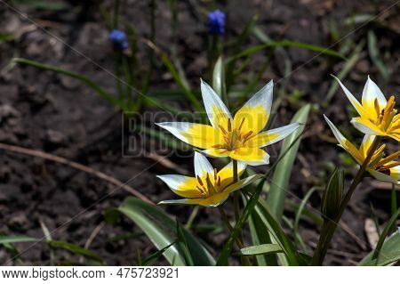 Turkestan Tulips Or Tulipa Turkestanica. Delicate Spring Flowers. Abstract Floral Background. Blurre