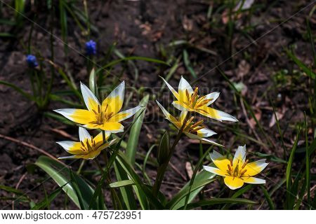 Turkestan Tulips Or Tulipa Turkestanica. Delicate Spring Flowers. Abstract Floral Background. Blurre
