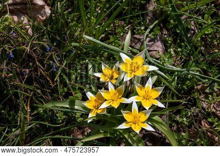 Turkestan Tulips Or Tulipa Turkestanica. Delicate Spring Flowers. Abstract Floral Background. Blurre