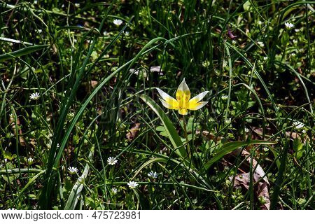 Turkestan Tulips Or Tulipa Turkestanica. Delicate Spring Flowers. Abstract Floral Background. Blurre