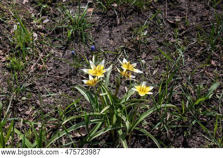 Turkestan Tulips Or Tulipa Turkestanica. Delicate Spring Flowers. Abstract Floral Background. Blurre