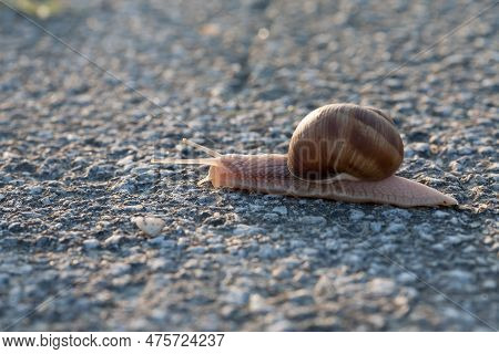 A Closeup Shot Of A Snail Crawling On Tarmak.