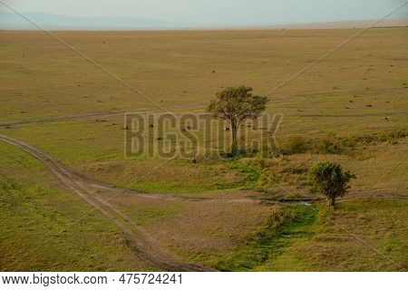 Safari Animals, Including Cape Buffalo, Gather Around A Tree. Aerial Shot Of The Masaai Mara Reserve