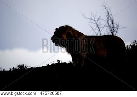 Silhouette Of A Male Lion, At Dusk. Taita Hills, Kenya