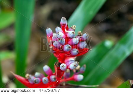 Inflorescence Of An Aechmea Weilbachii Plant, A Bromeliad Species From South America.