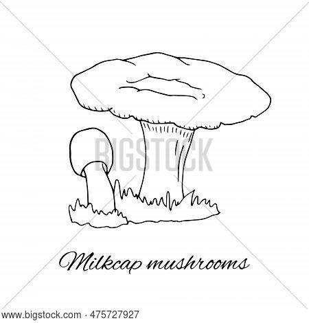 Milkcap Mushrooms Hand Drawn Sketch. Isolated Vector Illustration On White Background. Organic Healt