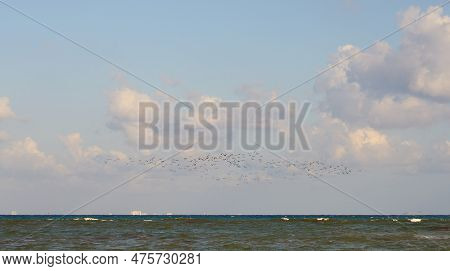 A Flock Of Seagulls Over The Waves Of The Tropical Sea In Mexico.
