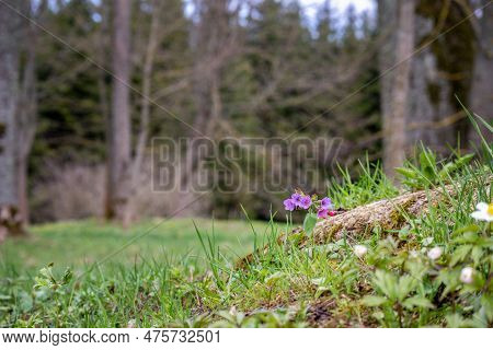 A Purple Flower In The Grass With A Green Background