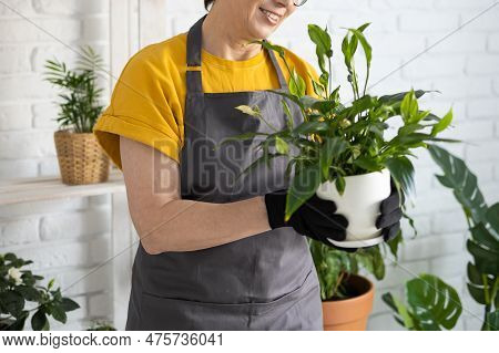 Middle Aged Woman In An Apron Clothes Takes Care Of Potted Plant In Pot. Home Gardening And Floricul