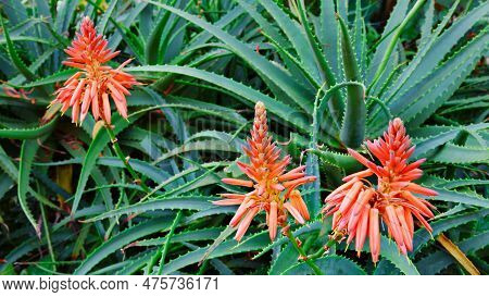 Growing Aloe Vera Plants. Stems With Blooming Red Flowers. Farming At Tropical Plantation In Indones