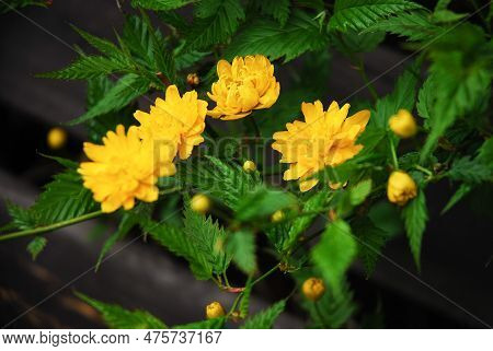Kerria Japonica Known As Japanese Kerria Or Japanese Rose Is A Shrub That Has Yellow Flowers In The 