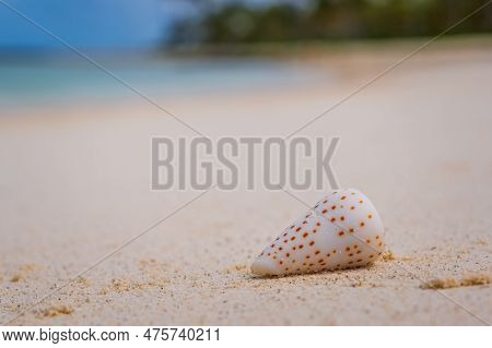 Seashell Conus Conidae On Sunny Beach In Maldives. Crossroads Maldives, Saii Lagoon Hotel, July 2021