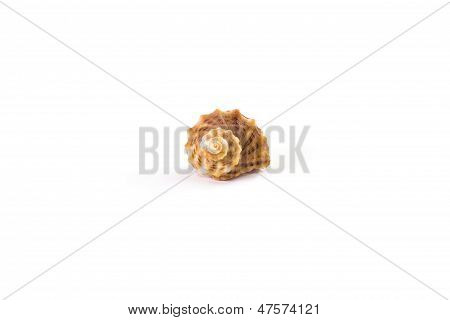 Isolamento de shell do mar espiral