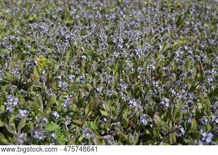 Wide Angle Closeup On An Aggregatrion Of Lightblue Early Forget-me-not, Myosotis Ramosissima An Annu