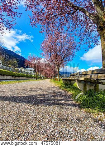Beautiful Street In Zams In The Spring