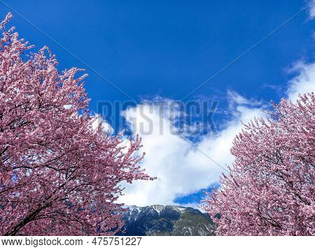 Beautiful Pink Japanese Blood Plum Trees In Zams