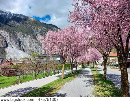 Beautiful Trees In Zams And The Alps Mountains