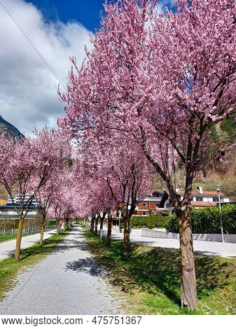 A Beautiful Pink Street In Zams, Austria