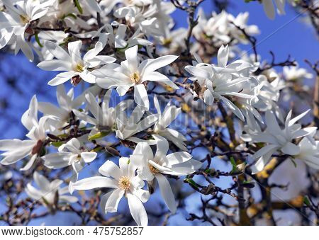 Branches With Blooming White Magnolia Stellata Royal Star Or Star Magnolia Closeup.  Spring Season, 