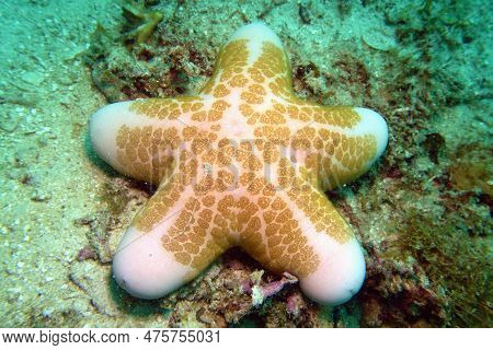 Underwater Scene With Granulated Sea Star (choriaster Granulatus)
