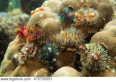 Colony Of Christmas Tree Sea Worm , Tropical Coral Reef Scene. Spirobranchus Giganteus