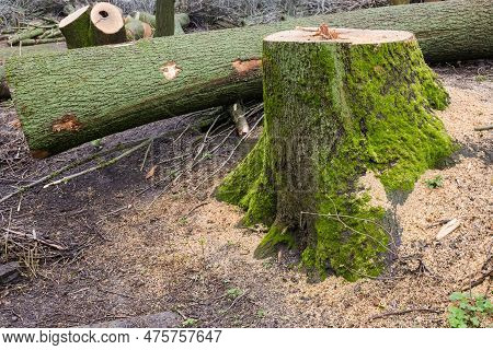 Stump Of Old Thick Ash Tree Against Sawn Tree Trunk