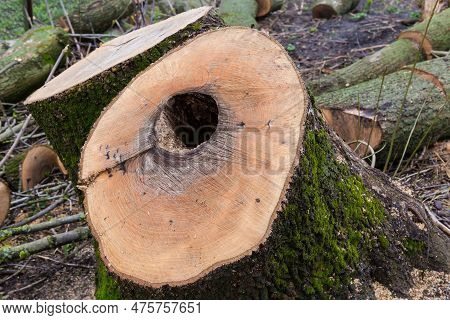 Wet Double Stump Of The Old Thick Ash Tree With Two Trunk, One Of Them With A Hollow Among The Cut S