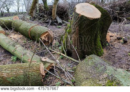 Wet Double Stump Of The Old Thick Ash Tree With Two Trunk Growing From One Place Among The Cut Segme
