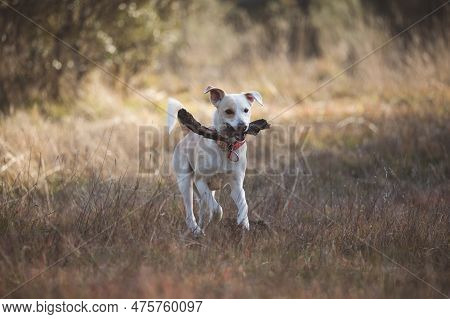 Funny Moment Of A Crossbreed Female Dog Playing With A Stick, Running And Jumping On The Golden Gras