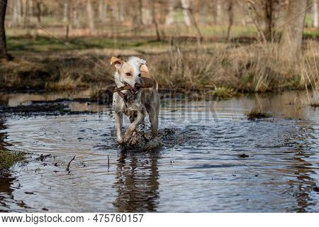 Beautiful Crossbreed Female Dog, Playing In A Pond With A Stick In Madrid