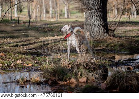 Beautiful Crossbreed Female Dog Standing Next To A Pond In Autumn At Sunset