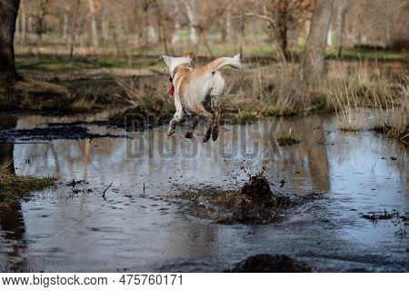 Funny Moment Of A Crossbreed Female Dog Jumping Into The Pond In Autumn