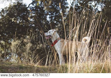 Beautiful Full Body Portrait Of A Crossbreed Female Dog In The Forest In Madrid At Sunset